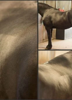 Eqclusive Brush Set For Black/Bays -Horse Rider Shop eqclusivebaypackrdy