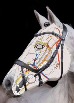 Schockemohle Equitus Alpha Bridle - Black -Horse Rider Shop equitusalphascetch 2