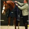 Horseware 300g Liner Rug - Navy