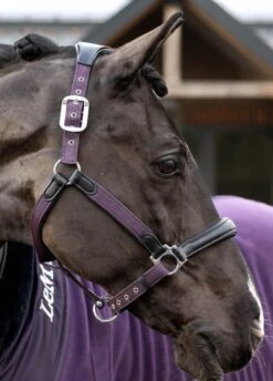 LeMieux Capella Headcollar - Fig