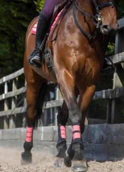 LeMieux Grafter Brushing Boots - Papaya -Horse Rider Shop lemieux grafter boot papaya 5rdy