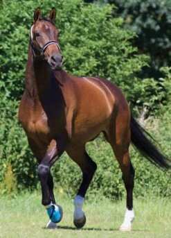 Woof Wear Medical Hoof Boot - Blue -Horse Rider Shop medicalhoofbootlifestylerdy