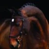 Rambo Micklem Competition Bridle - Brown