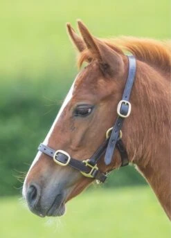 Shires GARA Adjustable Leather Headcollar - Havana