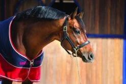 Rambo Sport Cooler - Navy/Red/Grey 5 Rambo Sport Cooler - Navy/Red/Grey -Horse Rider Shop sportcooler2